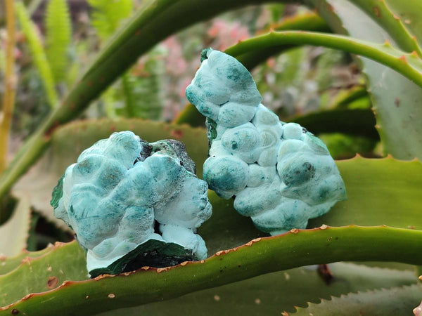 Natural Botryoidal Malacolla Specimens x 12 From Kulukuluku, Congo