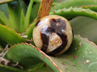 Polished Septerye Spheres x 6 From Mahajanga, Madagascar