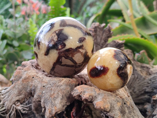 Polished Septerye Spheres x 6 From Mahajanga, Madagascar