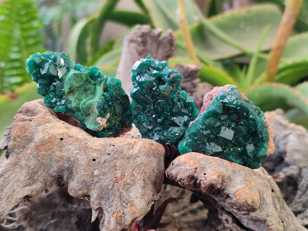 Natural Dioptase On Dolomite Specimens x 12 From Likasi, Congo - Toprock Gemstones and Minerals 