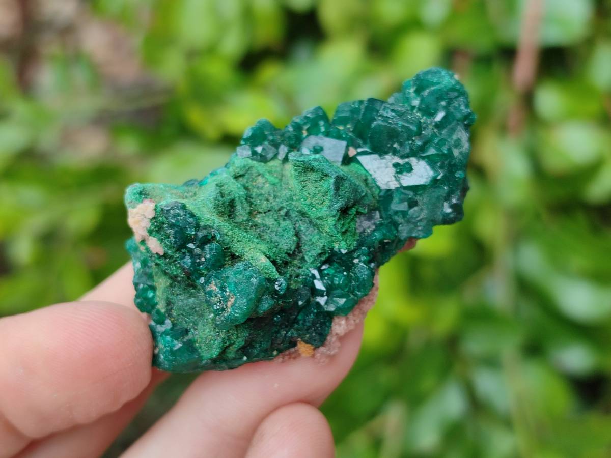 Natural Dioptase On Dolomite Specimens x 12 From Likasi, Congo - Toprock Gemstones and Minerals 
