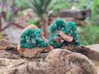 Natural Dioptase On Dolomite Specimens x 12 From Likasi, Congo - Toprock Gemstones and Minerals 