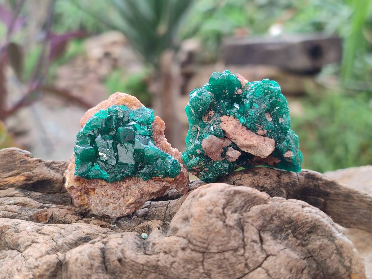 Natural Dioptase On Dolomite Specimens x 12 From Likasi, Congo - Toprock Gemstones and Minerals 