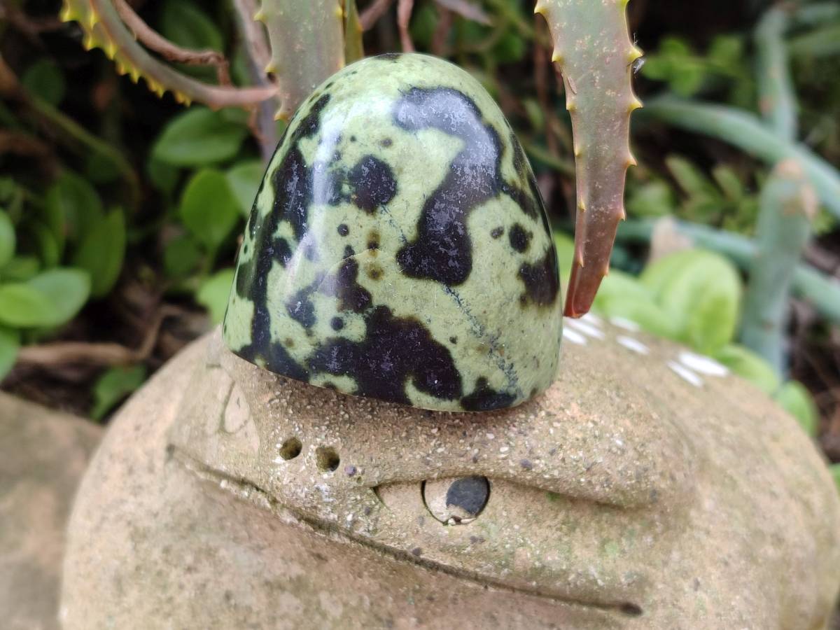 Polished Leopard Stone Standing Free Forms x 12 From Zimbabwe - Toprock Gemstones and Minerals 