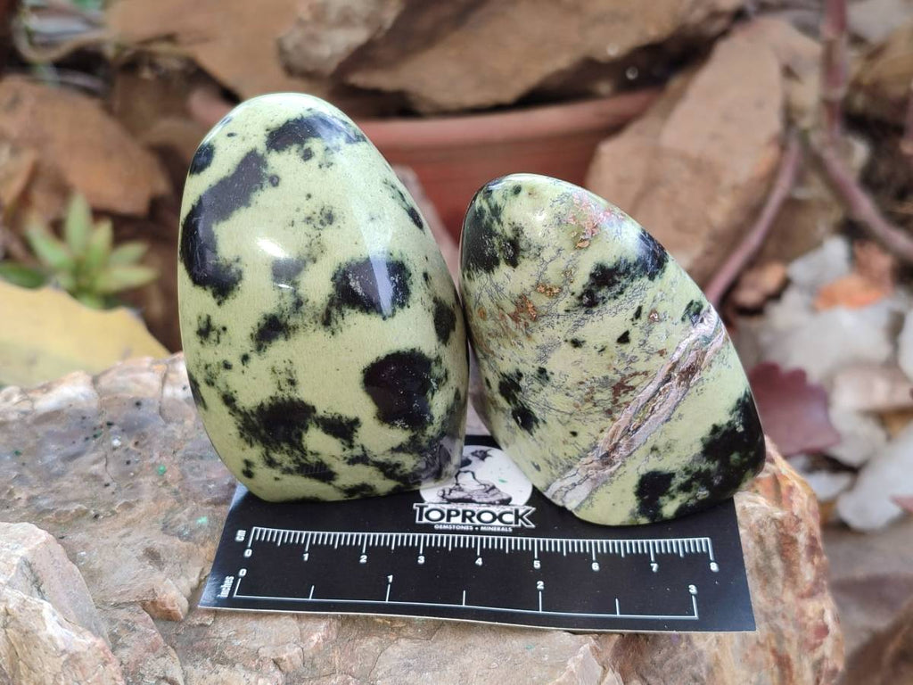 Polished Leopard Stone Standing Free Forms x 12 From Zimbabwe - Toprock Gemstones and Minerals 