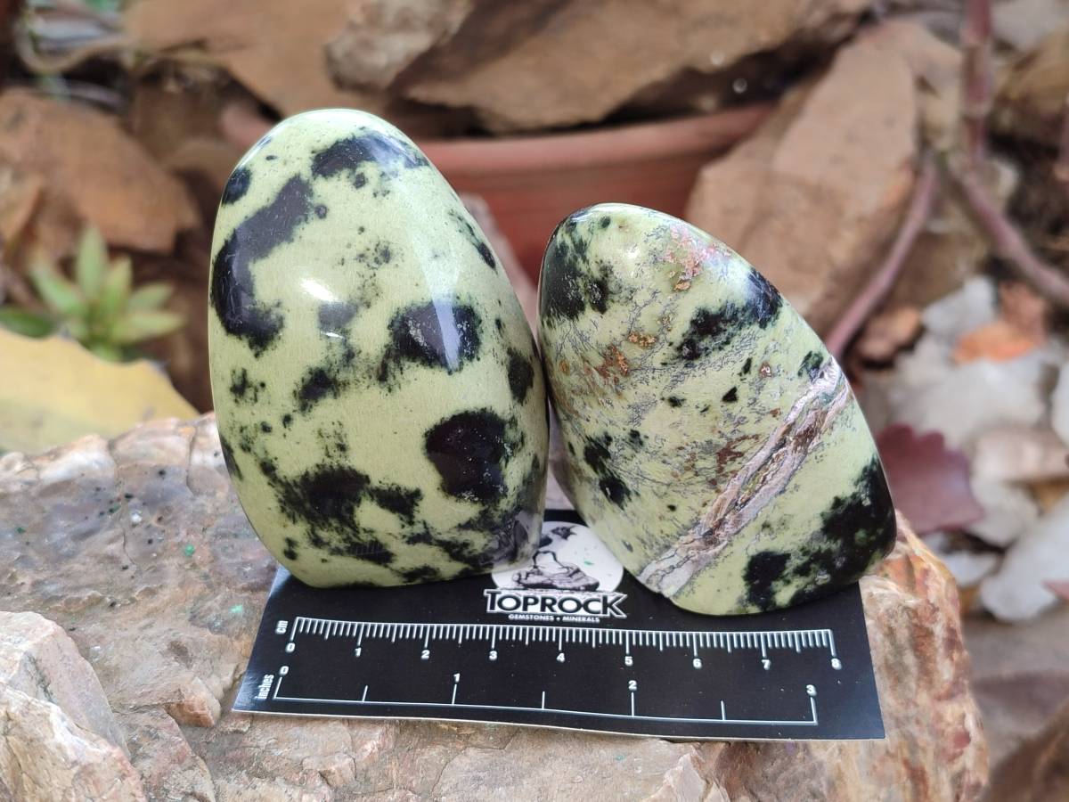 Polished Leopard Stone Standing Free Forms x 12 From Zimbabwe - Toprock Gemstones and Minerals 