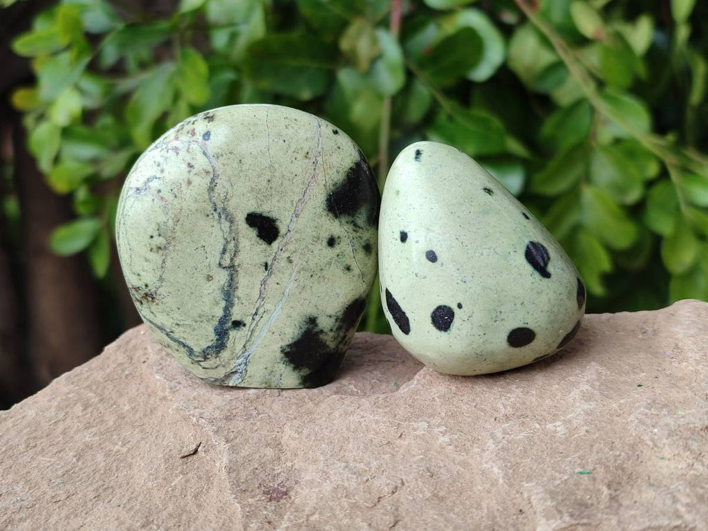 Polished Leopard Stone Standing Free Forms x 12 From Zimbabwe - Toprock Gemstones and Minerals 