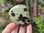 Polished Leopard Stone Standing Free Forms x 12 From Zimbabwe - Toprock Gemstones and Minerals 