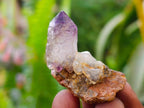 Natural Window Amethyst Crystals x 35 From Chiredzi, Zimbabwe - Toprock Gemstones and Minerals 