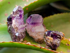 Natural Window Amethyst Crystals x 35 From Chiredzi, Zimbabwe - Toprock Gemstones and Minerals 