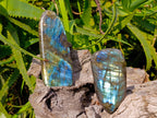 Polished Labradorite Standing Free Forms x 3 From Tulear, Madagascar - Toprock Gemstones and Minerals 