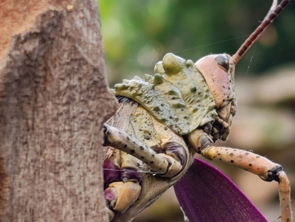 Polished Black Tourmaline Standing Free Forms x 4 From Madagascar - Toprock Gemstones and Minerals 