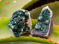 Natural Ball Malachite and Drusy Quartz On Dolomite Specimens x 23 From Kambove, Congo