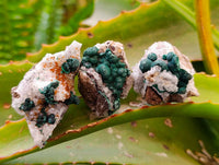 Natural Ball Malachite and Drusy Quartz On Dolomite Specimens x 23 From Kambove, Congo