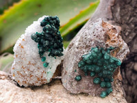 Natural Ball Malachite and Drusy Quartz On Dolomite Specimens x 23 From Kambove, Congo