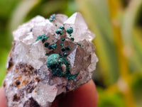 Natural Ball Malachite and Drusy Quartz On Dolomite Specimens x 23 From Kambove, Congo