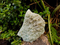 Natural Botryoidal Prehnite Specimens x 1 From Beaufort West, South Africa