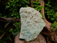 Natural Botryoidal Prehnite Specimens x 1 From Beaufort West, South Africa