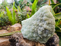 Natural Botryoidal Prehnite Specimens x 1 From Beaufort West, South Africa