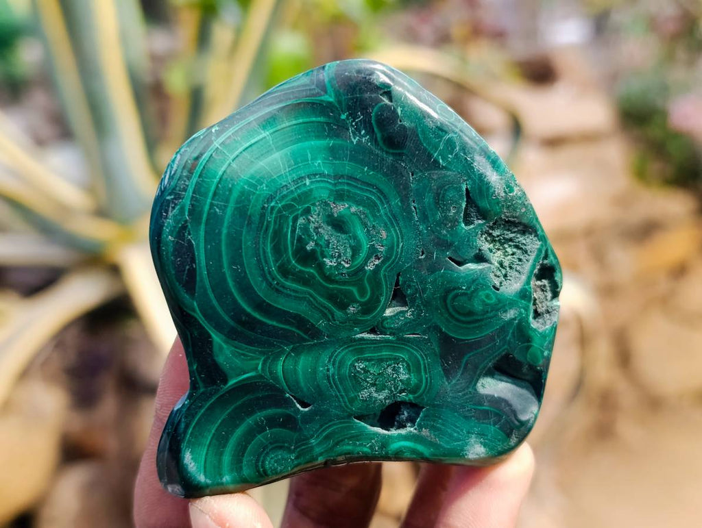 Polished Flower Banded Malachite Free Forms x 6 From Congo - Toprock Gemstones and Minerals 
