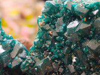 Natural Dioptase On Dolomite Specimens x 12 From Likasi, Congo