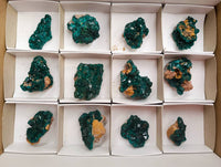 Natural Dioptase On Dolomite Specimens x 12 From Likasi, Congo