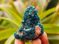Natural Dioptase On Dolomite Specimens x 12 From Likasi, Congo