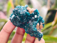 Natural Dioptase On Dolomite Specimens x 12 From Likasi, Congo