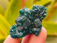 Natural Dioptase On Dolomite Specimens x 12 From Likasi, Congo