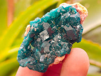 Natural Dioptase On Dolomite Specimens x 12 From Likasi, Congo