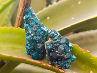 Natural Dioptase On Dolomite Specimens x 12 From Likasi, Congo