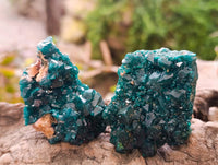 Natural Dioptase On Dolomite Specimens x 12 From Likasi, Congo