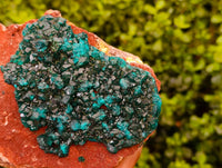 Natural Dioptase On Dolomite Specimens x 1 From Likasi, Congo