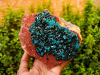 Natural Dioptase On Dolomite Specimens x 1 From Likasi, Congo - Toprock Gemstones and Minerals 