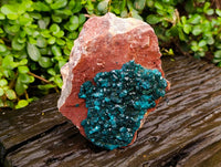 Natural Dioptase On Dolomite Specimens x 1 From Likasi, Congo