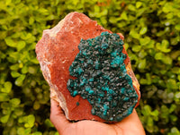 Natural Dioptase On Dolomite Specimens x 1 From Likasi, Congo