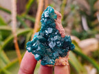 Natural Dioptase On Dolomite Specimens x 6 From Likasi, Congo - Toprock Gemstones and Minerals 