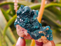 Natural Dioptase On Dolomite Specimens x 6 From Likasi, Congo - Toprock Gemstones and Minerals 