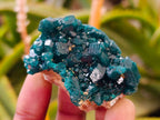 Natural Dioptase On Dolomite Specimens x 6 From Likasi, Congo - Toprock Gemstones and Minerals 
