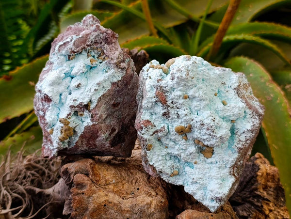 Natural Chrysocolla on Dolomite with Kolwezite Specimens x 2 From Lupoto Mine, Congo - Toprock Gemstones and Minerals 
