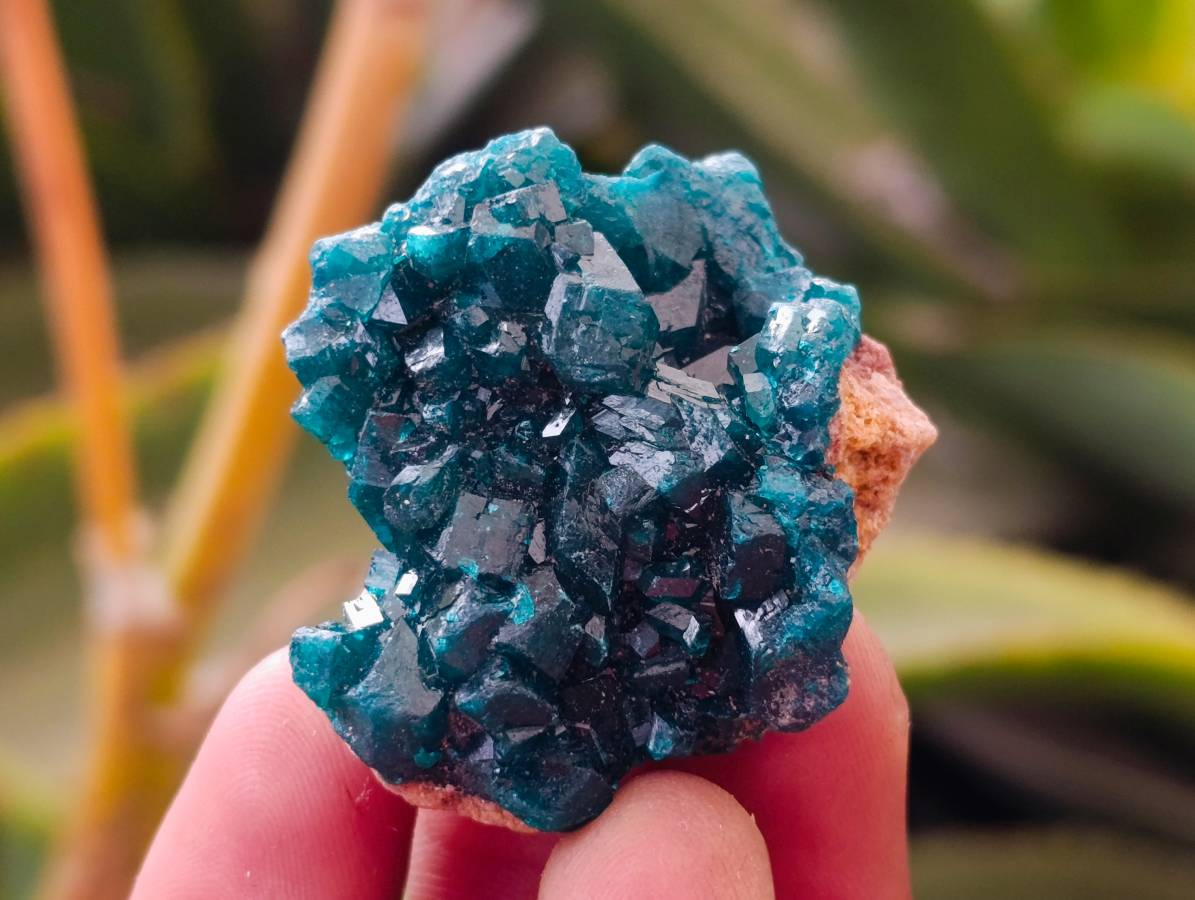 Natural Dioptase On Dolomite Specimens x 12 From Likasi, Congo - Toprock Gemstones and Minerals 