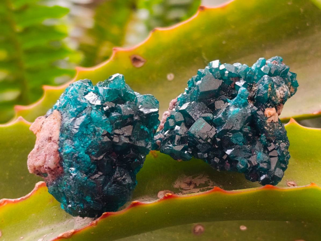 Natural Dioptase On Dolomite Specimens x 12 From Likasi, Congo - Toprock Gemstones and Minerals 