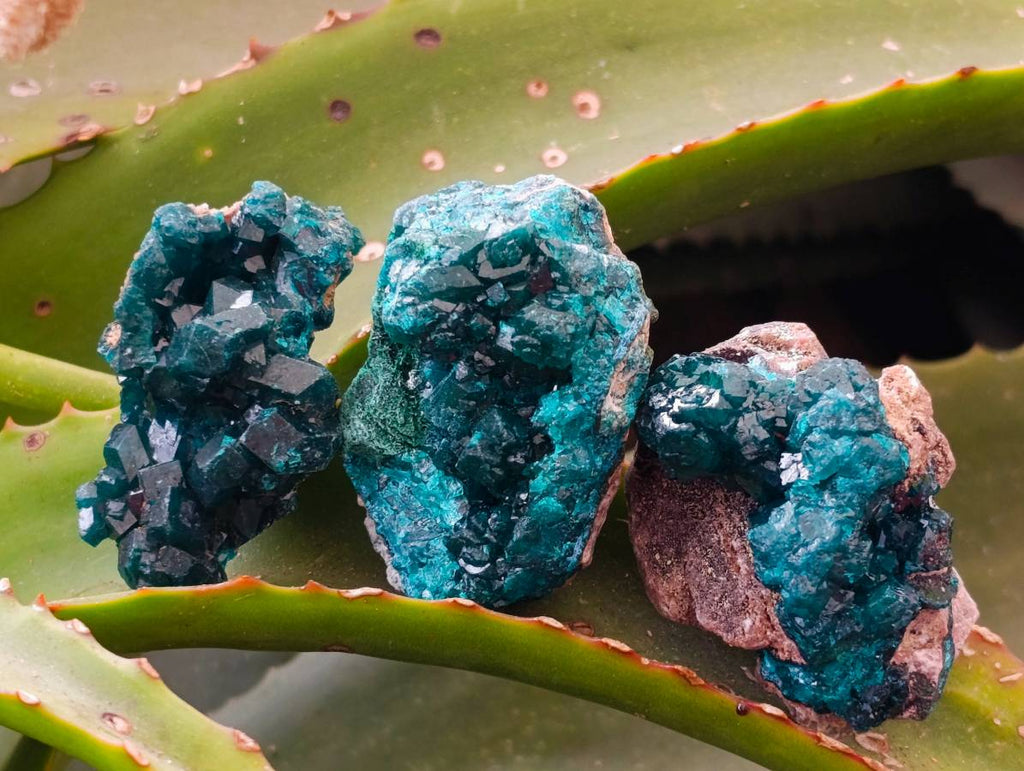 Natural Dioptase On Dolomite Specimens x 12 From Likasi, Congo - Toprock Gemstones and Minerals 