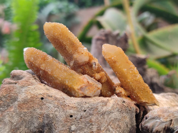 Natural Solar Spirit Quartz Crystals & Clusters x 30 From Boekenhouthoek, South Africa
