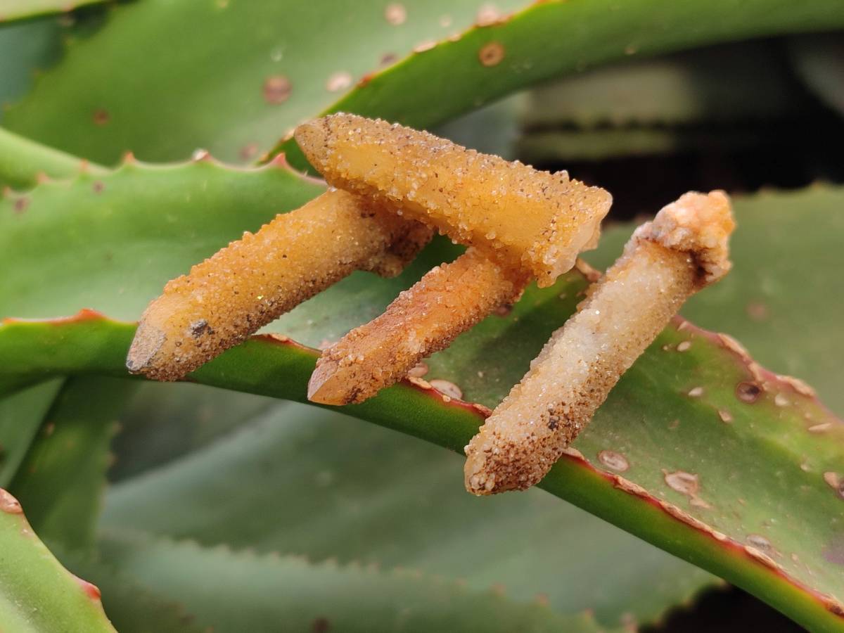 Natural Solar Spirit Quartz Crystals & Clusters x 30 From Boekenhouthoek, South Africa - Toprock Gemstones and Minerals 