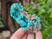 Natural Drusy Coated Chrysocolla with Malachite x 12 From Lupoto Mine, Congo