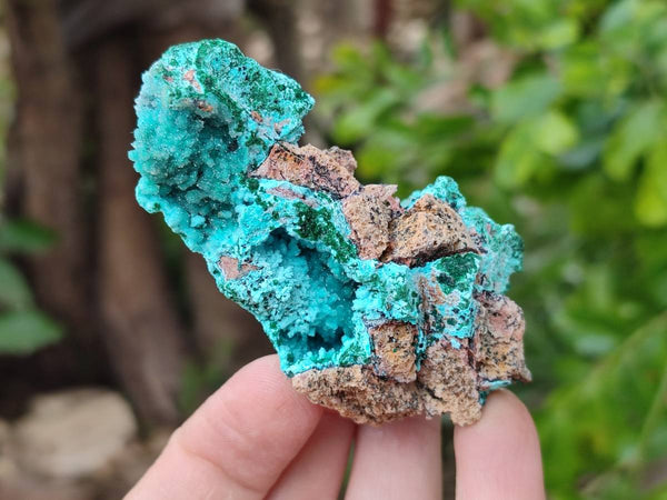 Natural Drusy Coated Chrysocolla with Malachite x 12 From Lupoto Mine, Congo