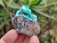 Natural Drusy Coated Chrysocolla with Malachite x 12 From Lupoto Mine, Congo