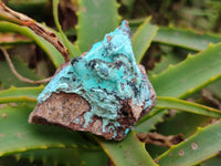 Natural Drusy Coated Chrysocolla with Malachite x 12 From Lupoto Mine, Congo