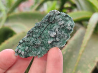 Natural Drusy Coated Chrysocolla with Malachite x 12 From Lupoto Mine, Congo